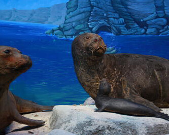 Black Sea seal. Courtesy of Grigore Antipa National Museum of Natural History