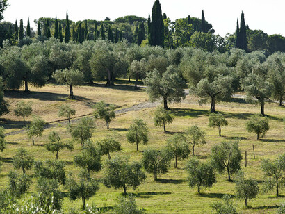 Oliveti