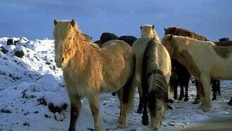 A group of icelandic horses in the snow