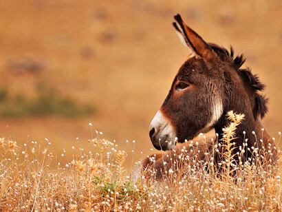 Corri corri asinello che incontrerai tuo fratello