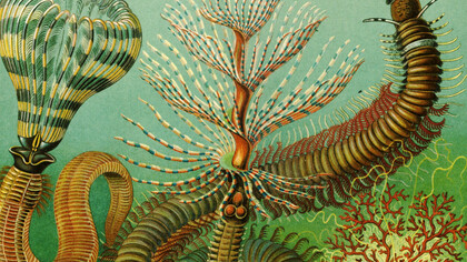 Tavola di Ernst Haeckel che illustra vari invertebrati classificati come Chaetopoda all'interno del phylum Annelida