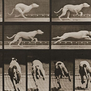 Eadweard Muybridge, Human and animal locomotion, Plate 710. Dog; galloping; white racing hound Maggie (detail), 1887. Courtesy of Krakow Witkin Gallery
