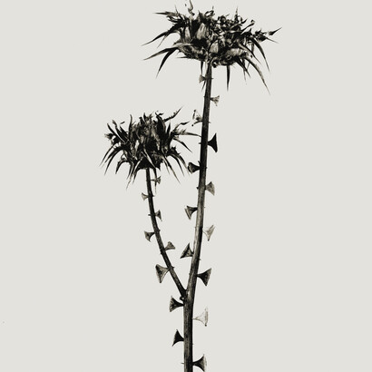 Braohypoda Frustrata from the Herbarium series by Joan Fontcuberta, 1984, © Joan Fontcuberta