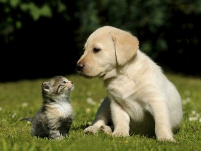 Gatinho e cãezinho