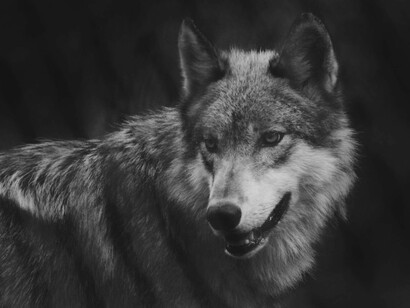 Il licantropo in questione si chiamava Patti Emerson