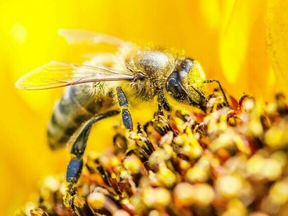 Bienen sind oft die einzige Möglichkeit, die Bestäubung in Umgebungen sicherzustellen, in denen es nur wenige andere Bestäuber gibt