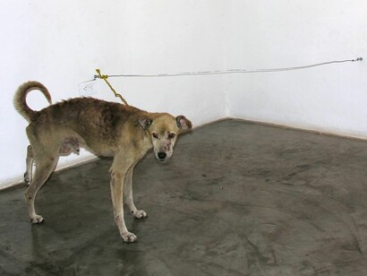 El performance de Hababuc con un perro se cuenta entre lo más polémico de su obra