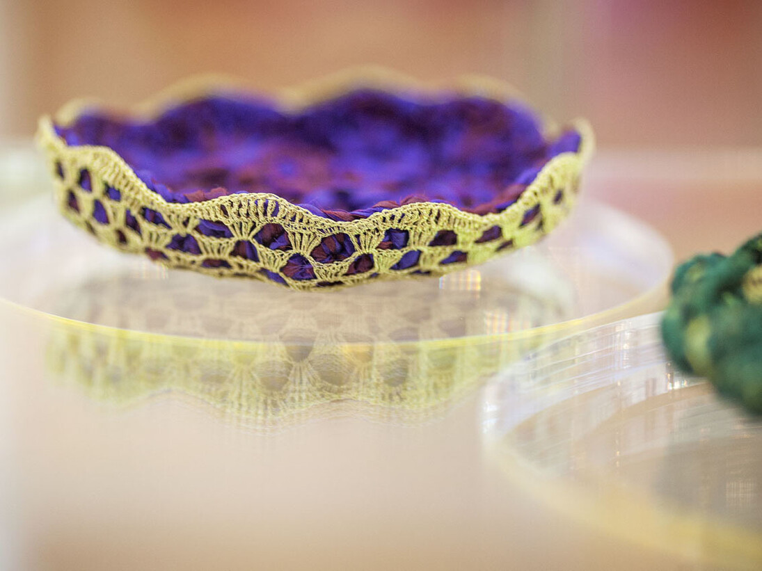 Vitórias Régias para Rio Cocó (Victoria amazonica lily pads for River Cocó)