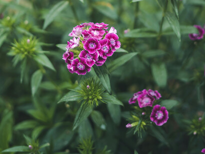 Tra le strade trafficate e animate, tra il profumo dei fiori di giardino e il richiamo degli animali selvatici, si dipana il tessuto della vita quotidiana indiana, un mosaico di esperienze, colori e emozioni che cattura l'anima di chiunque vi si immerga