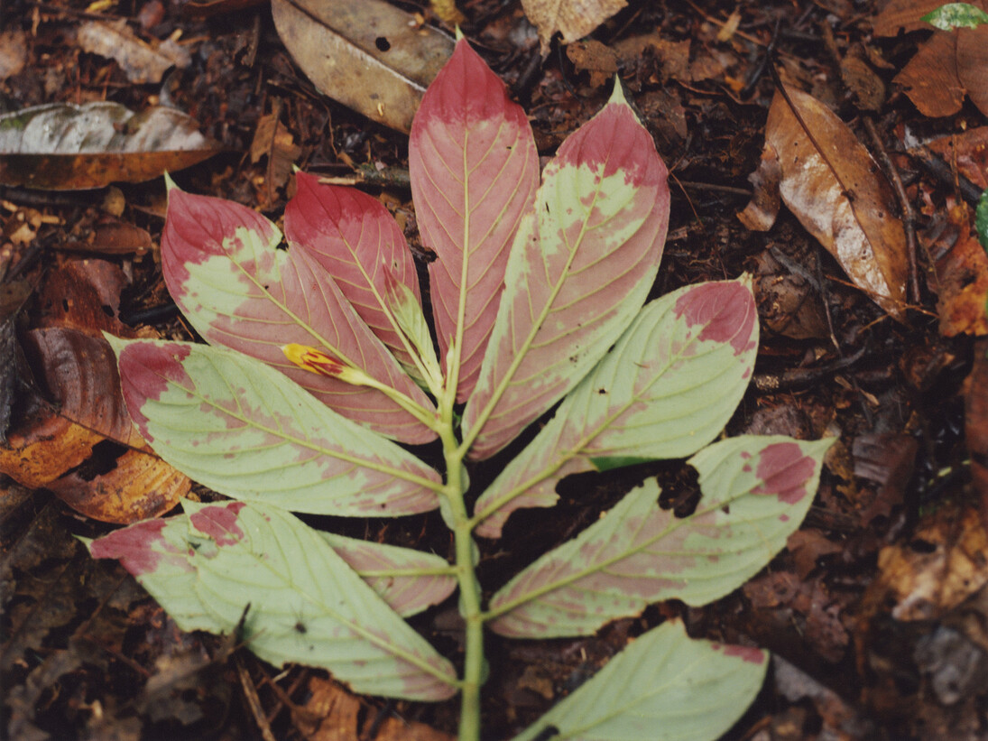 Hannah Collins, The Fertile Forest (detail)
