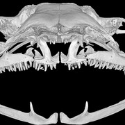 Reptiles and Amphibians. Courtesy of Museum für Naturkunde