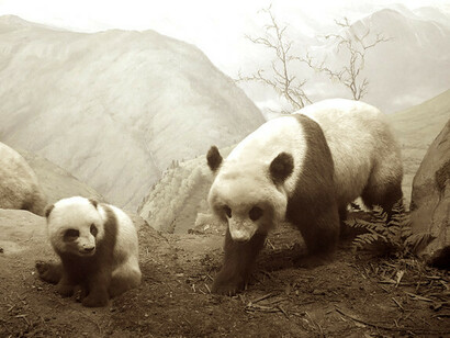Diorama de pandas. Academia de Ciencias Naturales de Filadelfia