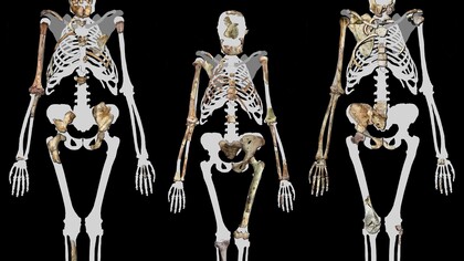 Australopithecus Sediba e Lucy