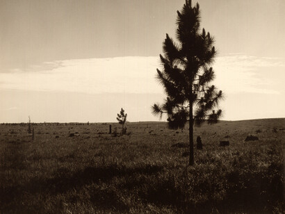 Prospect.4. Courtesy of Ogden Museum of Southern Art 