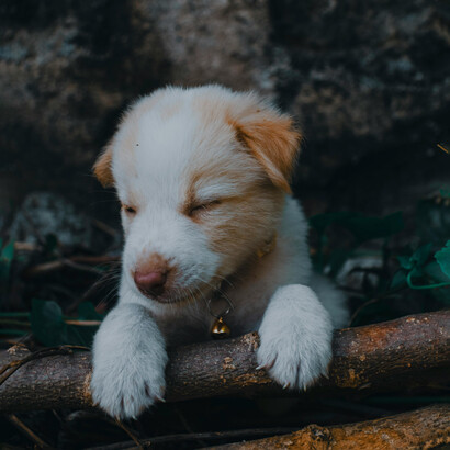 Casos como el del virus del Nilo Occidental o el hantavirus evidencian cómo los brotes zoonóticos ya están afectando diversas regiones del mundo