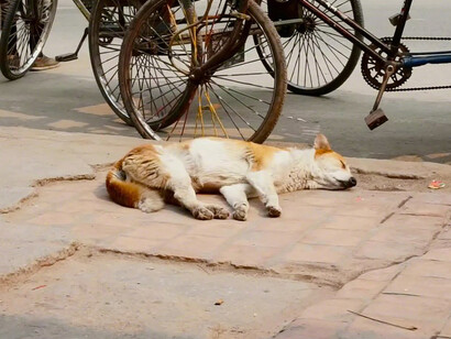 Sreshta Rit Premnath. Courtesy of ACE Gallery