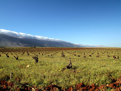 Vineyard in the Bekaa valley