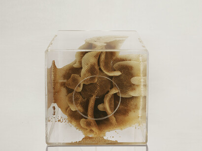 Ren Ri, Yuansu Series II ＃6-40, 2014-15，Acrylic box, natural beeswax, 40 x 40 x 40 cm