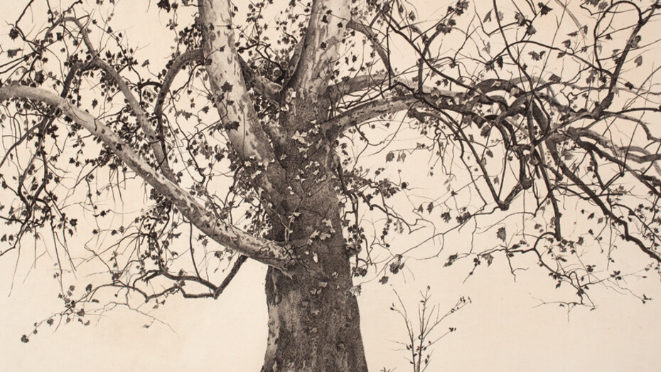 Sycamore Tree, Study for Pennsylvania Landscape, 1941 Andrew Wyeth (1917-2009). Ink and watercolor, 29 3/4 x 39 3/8 inches. Delaware Art Museum, Gift of Mr. and Mrs. William E. Phelps, 1964. © 2018 Andrew Wyeth/Artists Rights Society (ARS), New York.