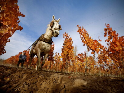 Entre Cielos, Argentina, viñedo.