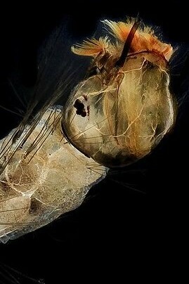 Larva de mosquito estudiada en Beltsville, Estados Unidos