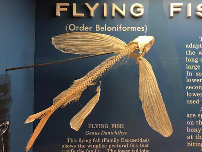 Bone Hall. Courtesy of Smithsonian's National Museum of Natural History