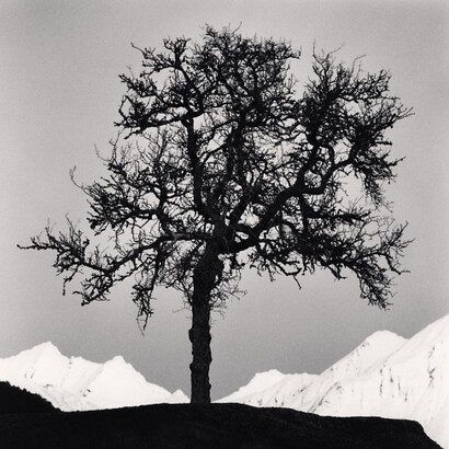 Matagouri Tree, Paradise, Otago, New Zealand. 2013