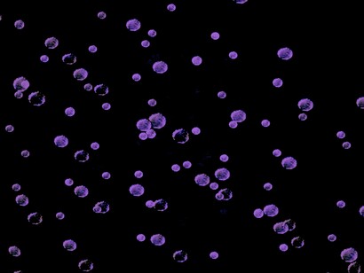 De bacterias y células