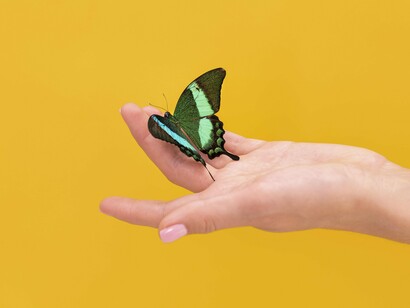 A vibrant green butterfly delicately resting on a hand visually embodies life's continuous, cyclical processes of blooming, transforming, and enduring in splendor