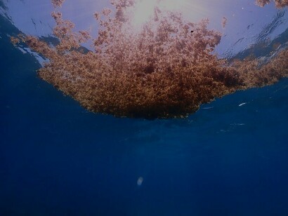Algas Sargassum boiando