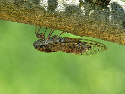 Una chicharra en una rama. Las cigarras tienen un ciclo vital que puede superar los 17 años
