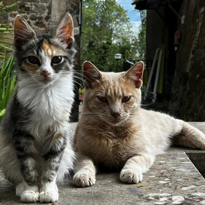 Lo primero que hago, apenas me levanto, es darles de comer a los gatos de la casa. Normalmente son cuatro: Luce, Nero, Dulce y Puntito