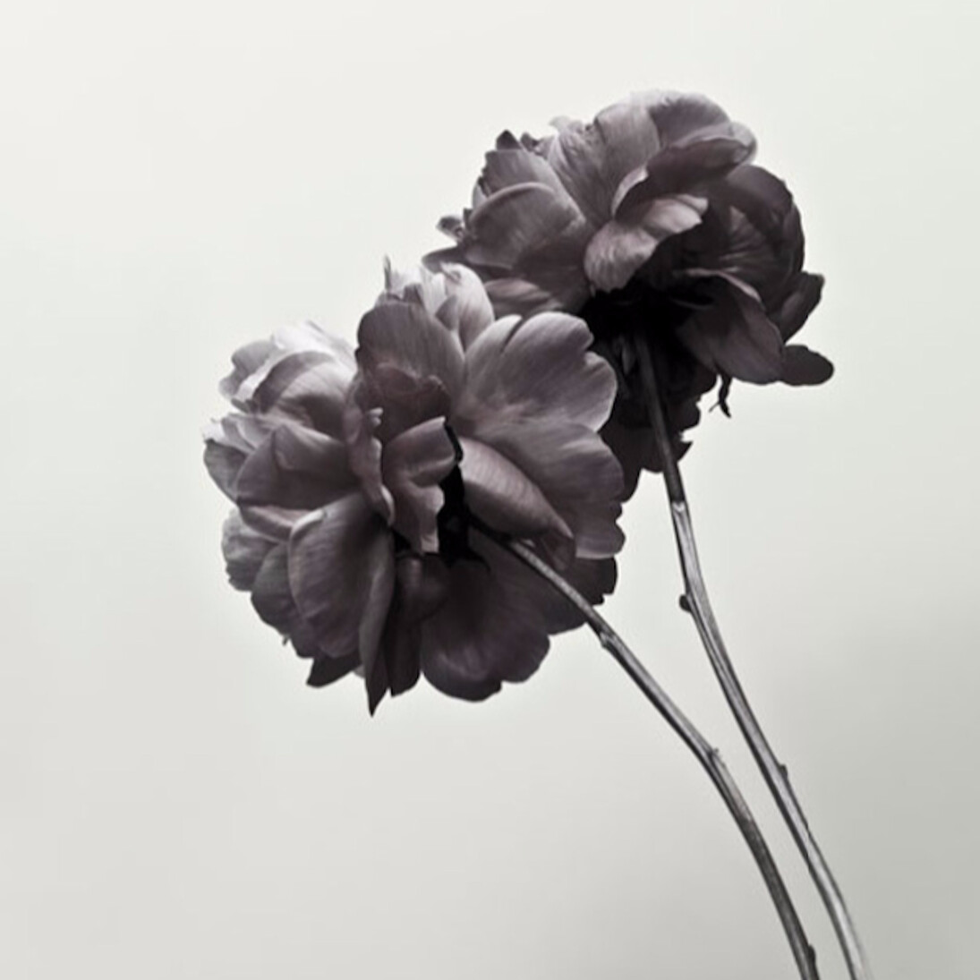 James Lahey, Peony, (2163), 2012. Courtesy of J. Cacciola Gallery W
