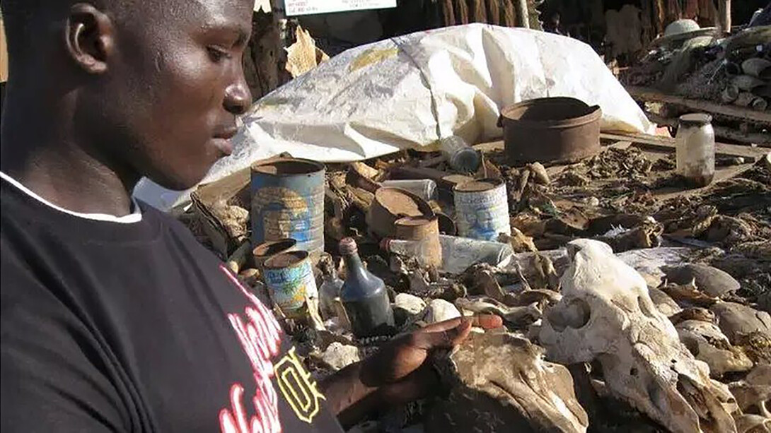 Médecine traditionnelle en Afrique. Pour connaître l'issue d'une maladie grave, le guérisseur se livre souvent à des expériences qui lui permettent d'affirmer, sans se tromper, du reste, si le malade doit survivre ou non à sa maladie
