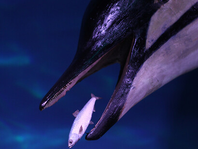 The Black Sea Diorama. Courtesy of National Museum of Natural History