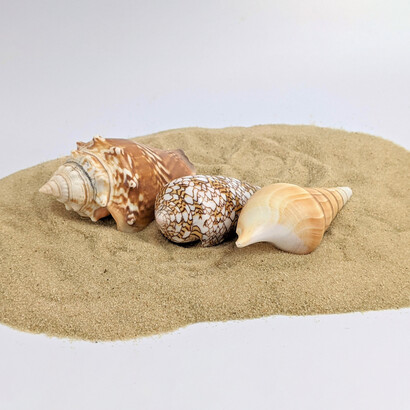 Oggi raccogliere conchiglie in spiaggia, considerato naturale fino a qualche anno fa, è diventato illegale