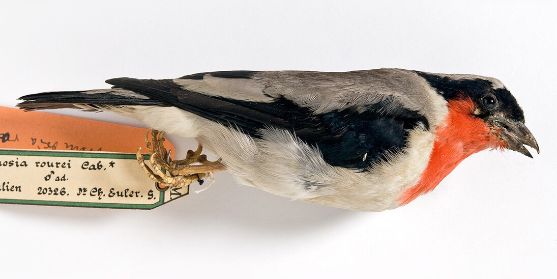 Vögel. Courtesy of Museum für Naturkunde