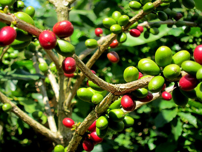 Il frutto del caffè