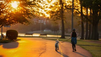 A person walking their dog in a park at sunrise, representing the heart-healthy benefits of gentle daily movement and time in nature