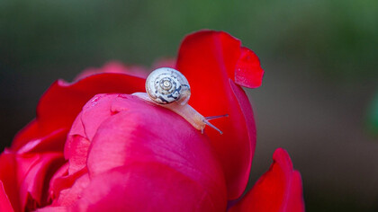Lumaca sul fiore. Impara a prestare attenzione alle coincidenze e scopri come possono guidarti verso nuove opportunità