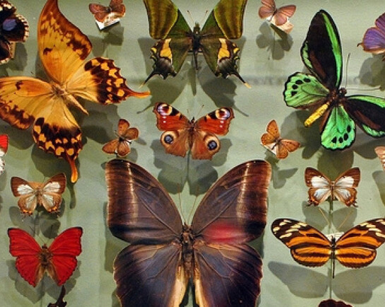 Arthropods. Courtesy of Harvard Museum of Natural History