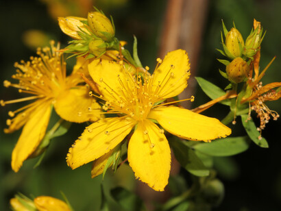 Fiori dell'Iperico (Hypericum perforatum)