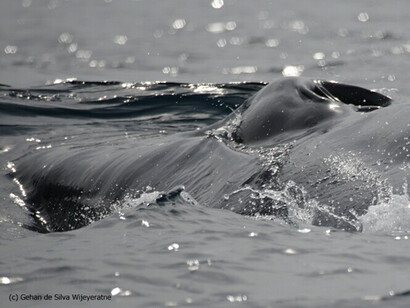 Blue Whale © Gehan de Silva Wijeyeratne