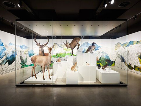 Nature Showcase. Courtesy of Naturhistorisches Museum Basel