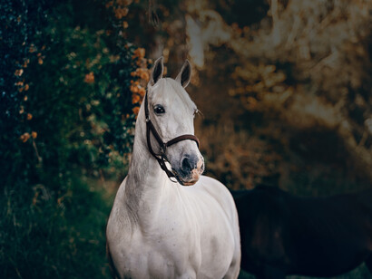 Il cavallo è l'animale su cui l’uomo si è particolarmente concentrato, non solo per utilizzarlo per il trasporto delle cose ma per utilizzarlo come animale da guerra