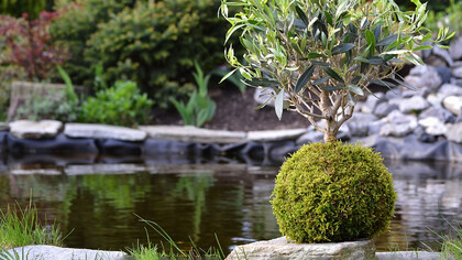 Kokedama: l'arte giapponese per il benessere psicofisico