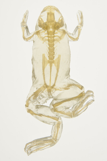 Mapping the Museum’s Collections. Courtesy of Florida Museum of Natural History