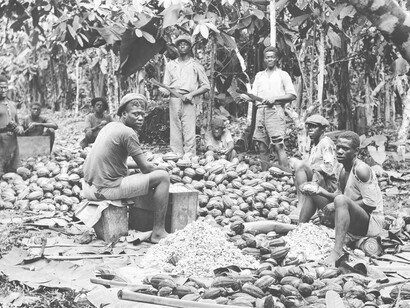 African laborers in a cocoa bean plantation in the late 1800s, showing how slave trade and colonization took Africans to different parts of the world