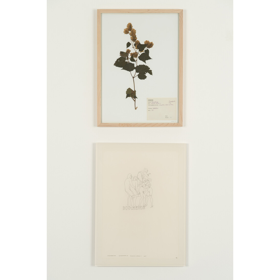 Jef Geys, Cannabaceae Hennepfamilie Humulus lupulus L. Hop, 1999, diptych: ink on paper under plexiglass; dried flowers and collage on paper, wood frame and glass, 51 x 38 cm; 49 x 36 cm © photo Marc Domage, Courtesy Air de Paris, Paris