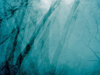 Leah Oates, Transitory Space, Brooklyn, Prospect Park Double Tree 6. Courtesy of Susan Eley Fine Art